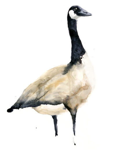 Watercolor Canada Goose