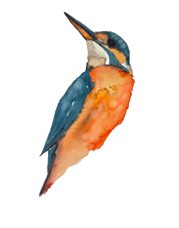 watercolor king fisher