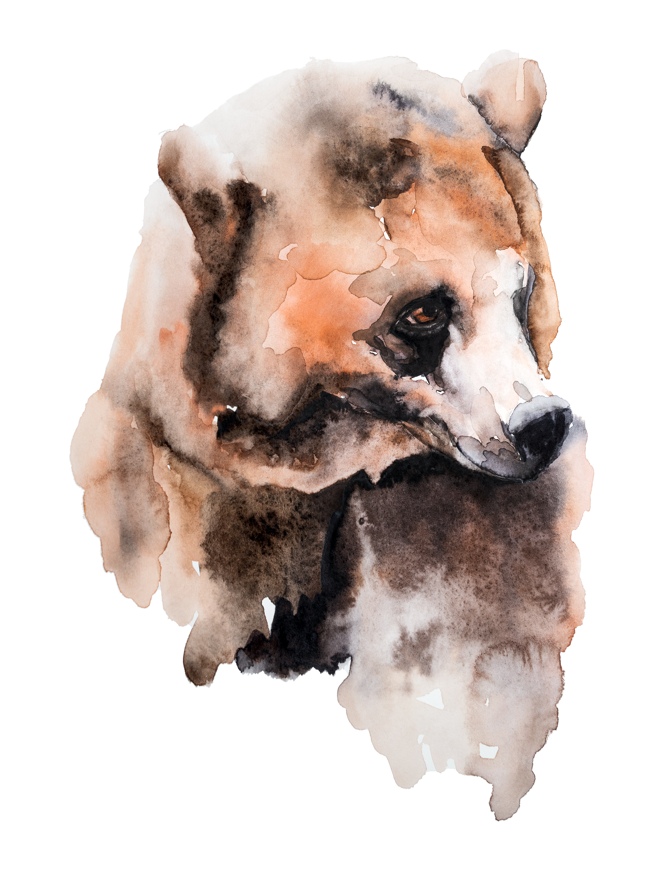 Brown Bear Watercolour