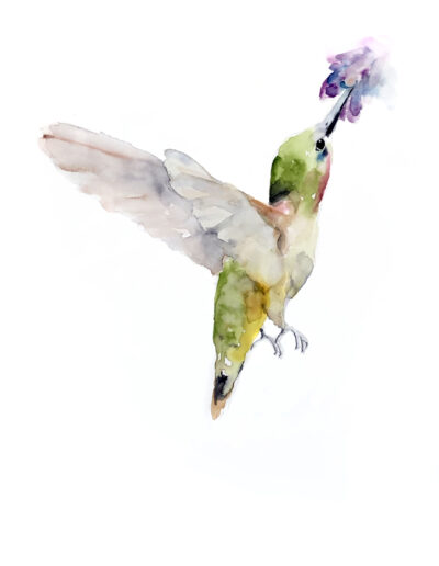 Watercolour Humming Bird