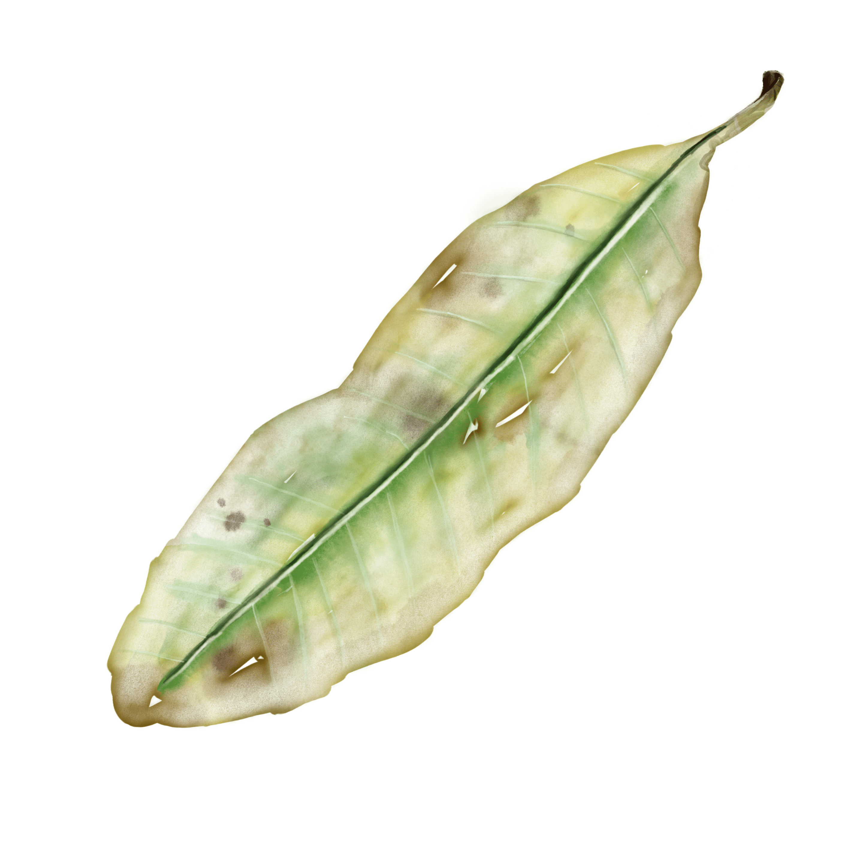 Watercolor Procreate Painting of a leaf