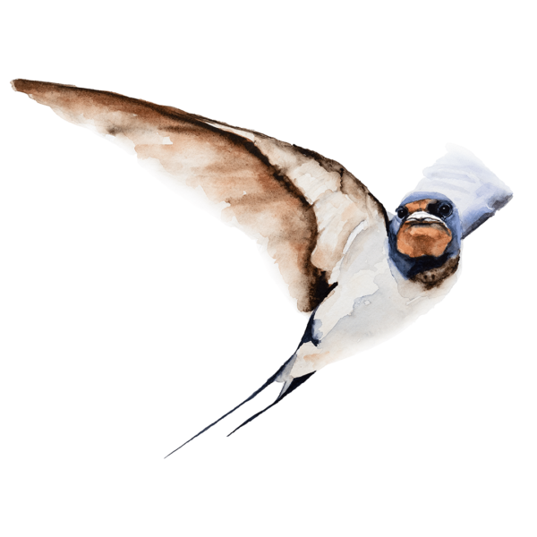 Barn Swallow Watercolour