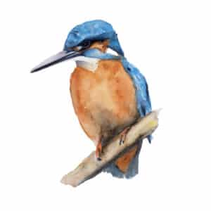Watercolour Kingfisher Painting