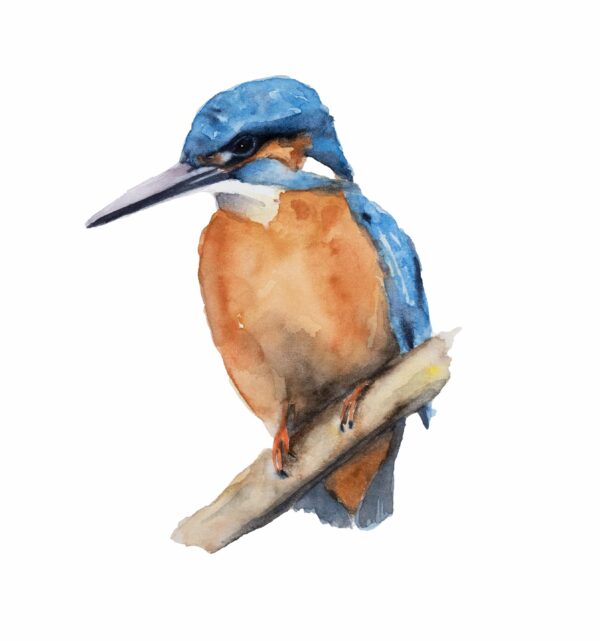 Watercolour Kingfisher Painting