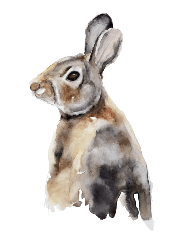 Rabbit Watercolour