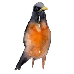 Watercolour Robin