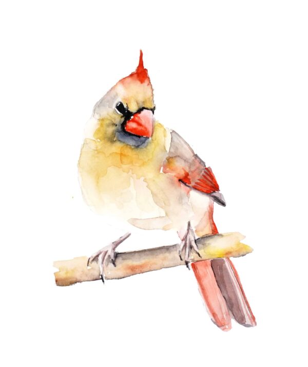 Watercolour Female Cardinal