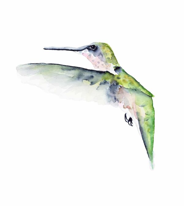 Watercolor hummingbird