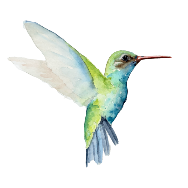 watercolor hummingbird class