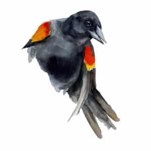 Red Winged Blackbird watercolour