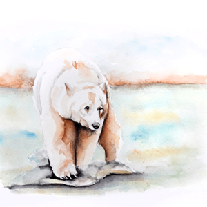 Watercolour Spirit Bear Class